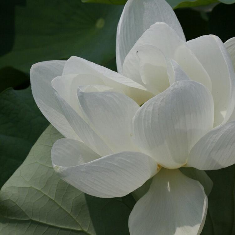 比古清十郎（身份：剑心师父、飞天御剑流第十三代传人） - 海外剧字幕组在线观看 - 电脑看电影